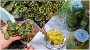 Сажаю деток комнатных цвеов. Пробую бочковые огурцы не перебродили ли