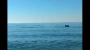 В Геленджике(02-08-2025)