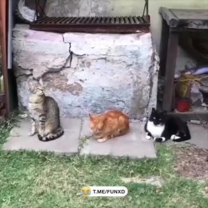 Зевота заразна😆