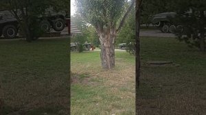 Больные деревья и наглые голуби