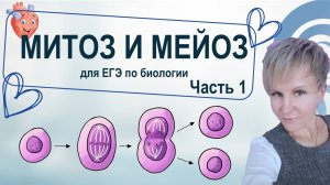 Митоз и Мейоз. ЕГЭ по биологии.