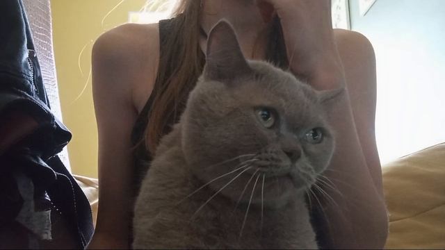 Произведение "Кошки"/ Мисис Дымка🎹
ни одна кошка при съемке не пострадала и после этого отдыхала! смотреть онлайн