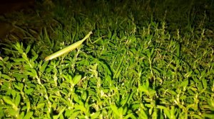 Богомол в огороде