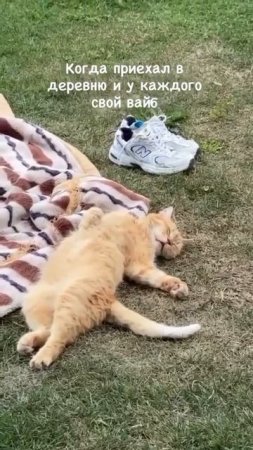 кот😆😇