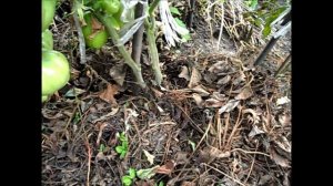 Помидоры ЭЛЬБА