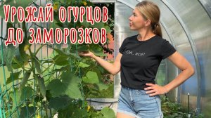 С этим простым уходом получаю урожай огурцов до заморозков