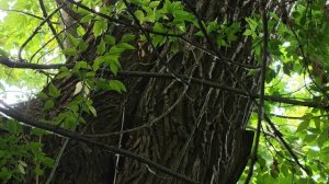 Дикие пчёлы в дупле большого старого дерева