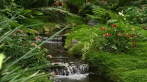 🎶 ЖУРЧАНИЕ РУЧЬЯ ПЕНЬЕ ПТИЦ + ШУМ ОТ ПАНИКИ ПСИХОВ И СТРАХОВ 🦉