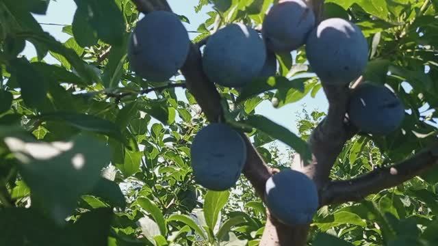 слива Ненька смотреть онлайн