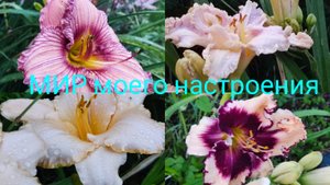 02.08.25 Дача.Прогулка по саду.Цветут Лилейники.