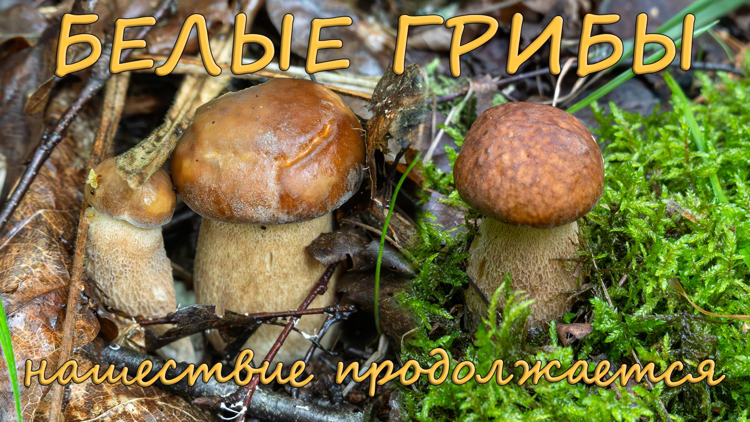 По грибы 2025! Стрижка белых грибов продолжается! смотреть онлайн