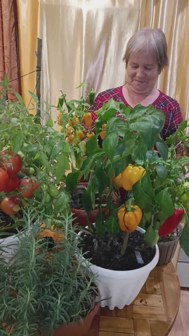 Урожай выращенный на балконе. смотреть онлайн