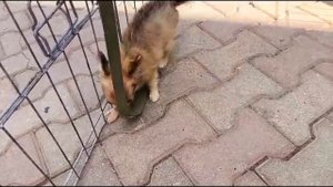 Щенок чихуахуа