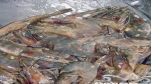 Хрустящие креветки с чесноком