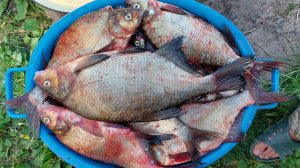 ЛЕЩ на кольцо.Утренняя раздача.