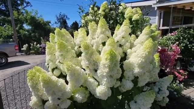 гортензия метельчатая🌿🌿🌿