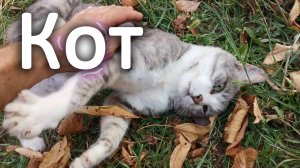 Кот и комок шерсти