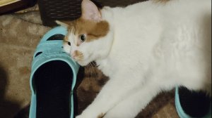 Влог. Начались проблемы со здоровьем...