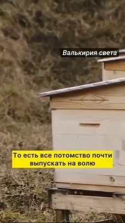 Выпуск на волю пчёл.