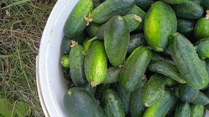 Колибри - самый маленький сорт огурцов