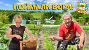 🟢ЖИЗНЬ В ДЕРЕВНЕ. Кто попался на крючок? Ограбили пчёл!