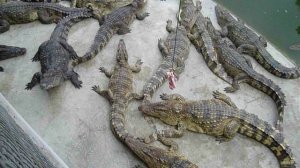 Кормление крокодилов в Таиланде.