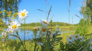 Вокальная группа Ария -Из ромашек белоснежных я сплету себе венок
