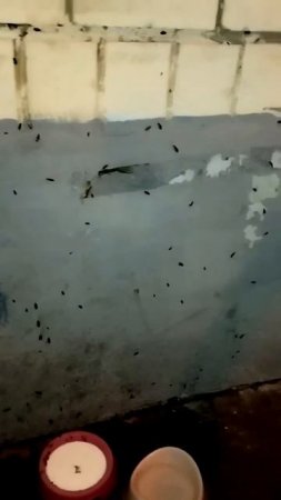 🪳В Ростокино на Малахитовой улице дом захватили тараканы🪳