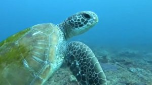 ОКЕАНСКАЯ ЧЕРЕПАШКА ПЛАВАЕТ С ДАЙВЕРОВ ПОД ВОДОЙ