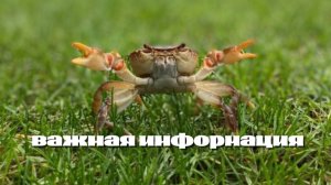 Важная информация
