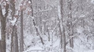 Комфортное выживание в зимнем лесу девушки в одного