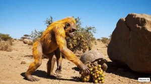 Life 4.4 Million Years Ago | The First Hunters and Gatherers