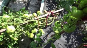 После ливней  самые урожайные Томатные Гномы ЗАВАЛИЛИСЬ!