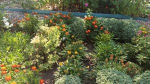 Обзор цветника на 2августа.