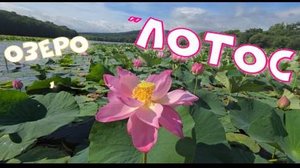 Озеро "Лотос"