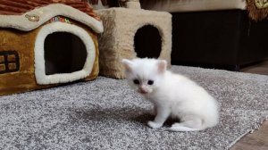 Новорожденный котёнок. День тридцатый. Мама-кошка и её белый котёнок.