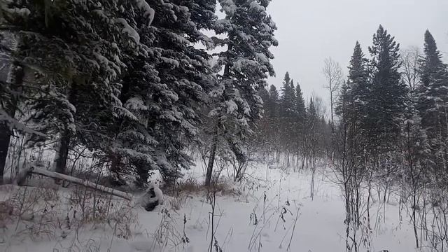 Охота в горном алтае 11 ноября 2017 года смотреть онлайн