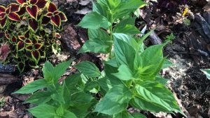 Моя коллекция гортензий. Часть 4