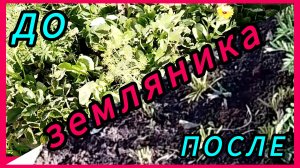 Когда обрезать клубнику (викторию, землянику)? 🍓
