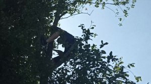 Спиливаем черёмуху.