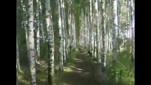 Загир Магомедов Белая берёза