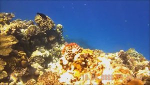 Мелодия Красного моря