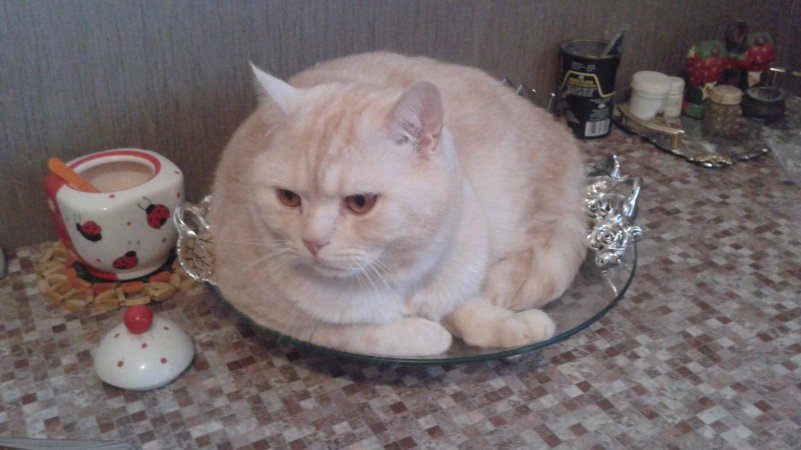Без кота жизнь не та!!!😆😆😆