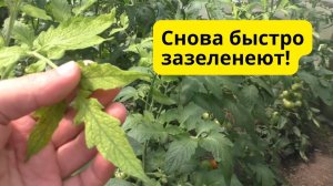 Почему верхушки томатов желтеют и как спасти урожай!!!