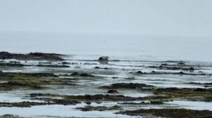 Лежбище тюленей в Бухте Тихая