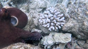 ROBINSON Club Maldives Мама осьминог спасает бэбика стреляя чернилами