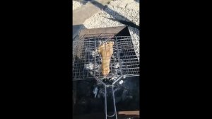 Баранья ножка, шашлычок и удовольствие