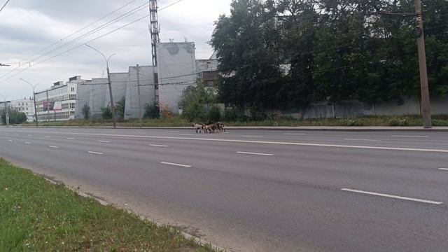 что только не увидишь в ярославле