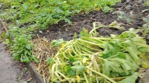 Дача в СНТ Нефтяник в Челябинске за 2 500 000 рублей. mp4