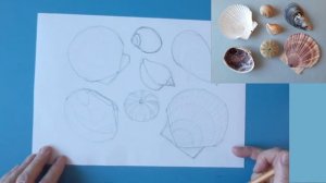 Урок рисования ракушек простым карандашом